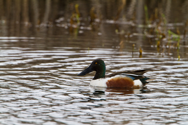 Northern Shoveller